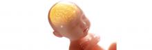 cerebro y sistema nervioso de un feto